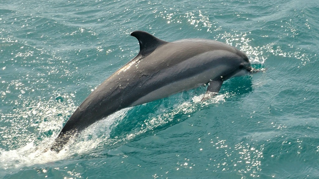 2 Hours Private Dolphin and Snorkeling Tour Up To - 13 People