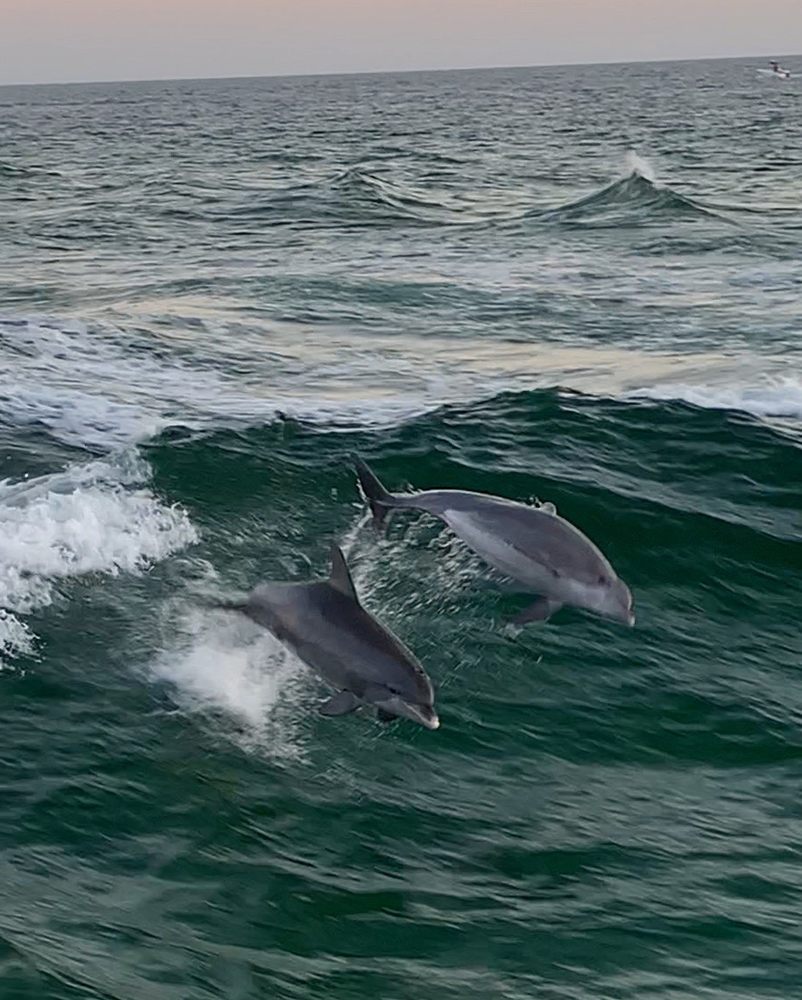 Bristol Harbor Marina Dolphin Tours