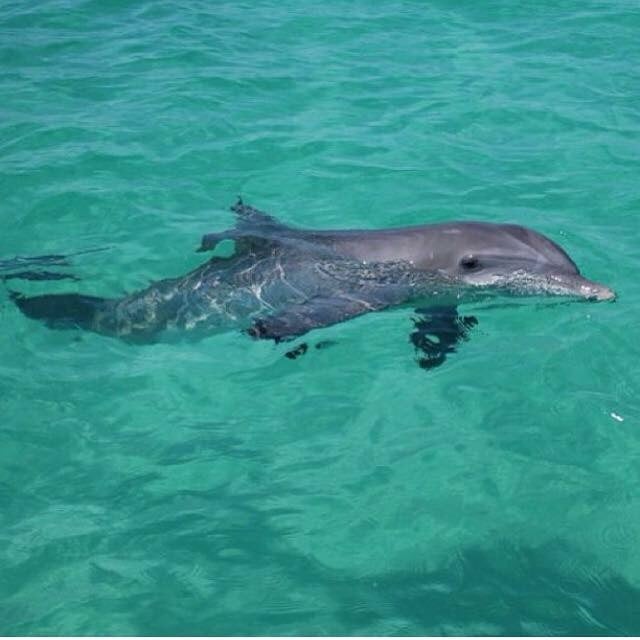 Sisters Of The Sea Dolphin Tours
