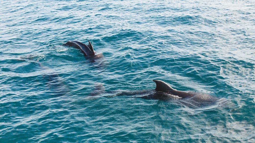 RV Resort Dolphin Tours